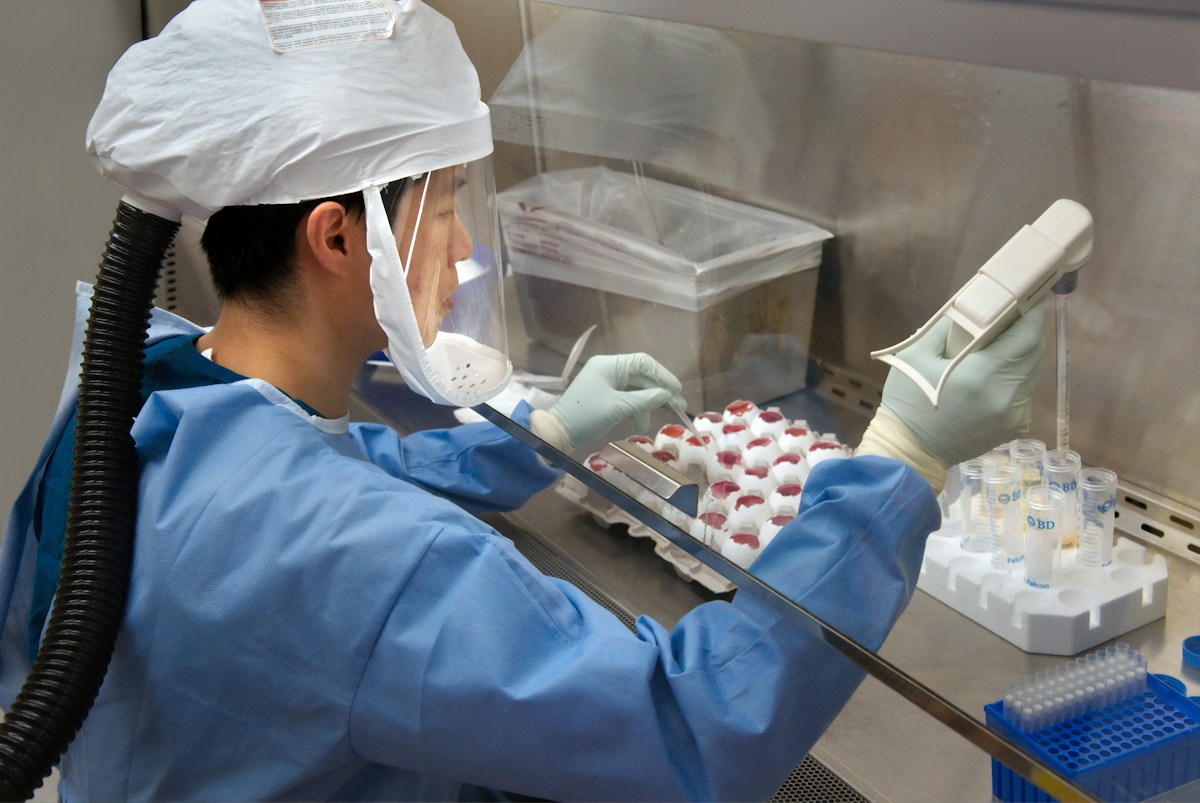 Researcher working in a biosafety cabinet Researcher in protective gown, gloves and face shield working inside a biosafety cabinet